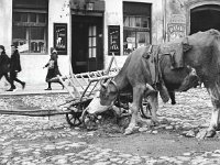 Restauracija 'Kaptolska klet', Bakačeva 1953. godine